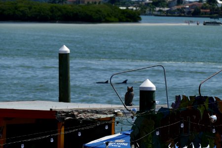 Dolphins at John's Pass