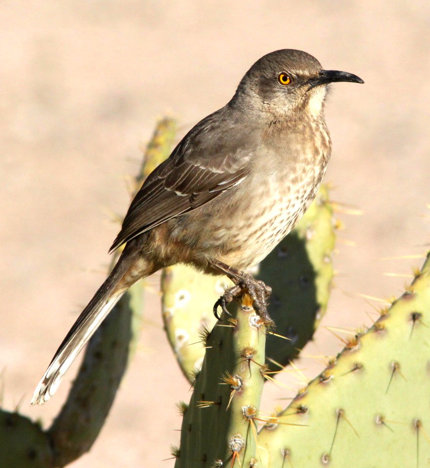 767 - CURVE-BILLED THRASHER (1-10-10) pancho villa state park, columbus, nm  (6)