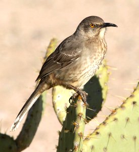 767 - CURVE-BILLED THRASHER (1-10-10) pancho villa state park, columbus, nm  (6)