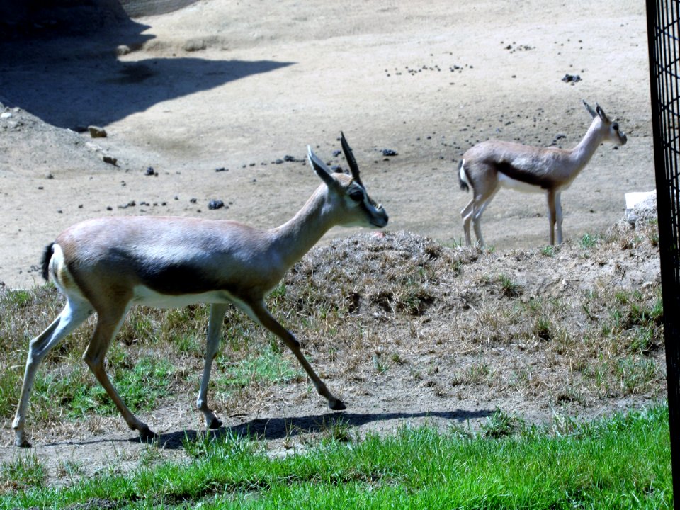 IMG 4532 (2)