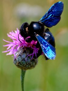 carpenter bee photo