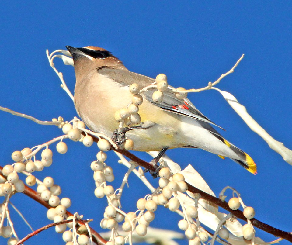786 - CEDAR WAXWING (12-1-09) farmington, nm  (2)