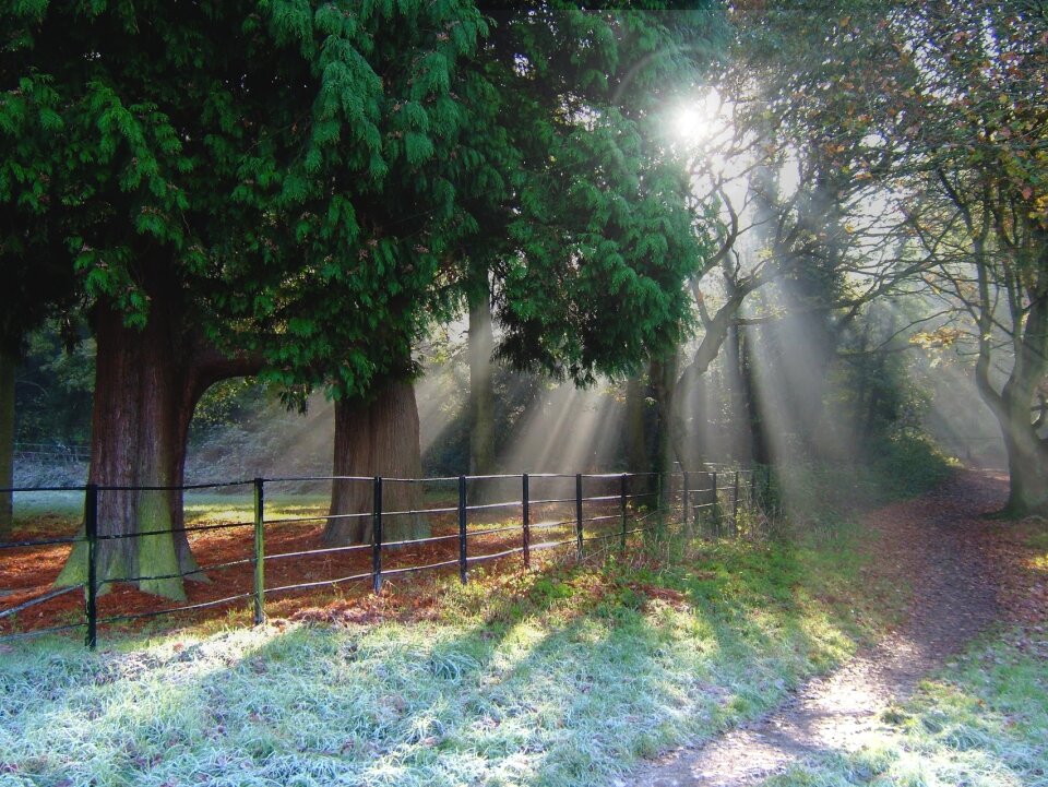 Forest path scenic