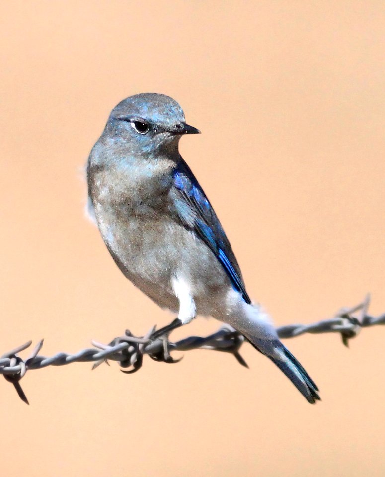 736 - MOUNTAIN BLUEBIRD (10-30-09) carrizo plain, slo co, ca