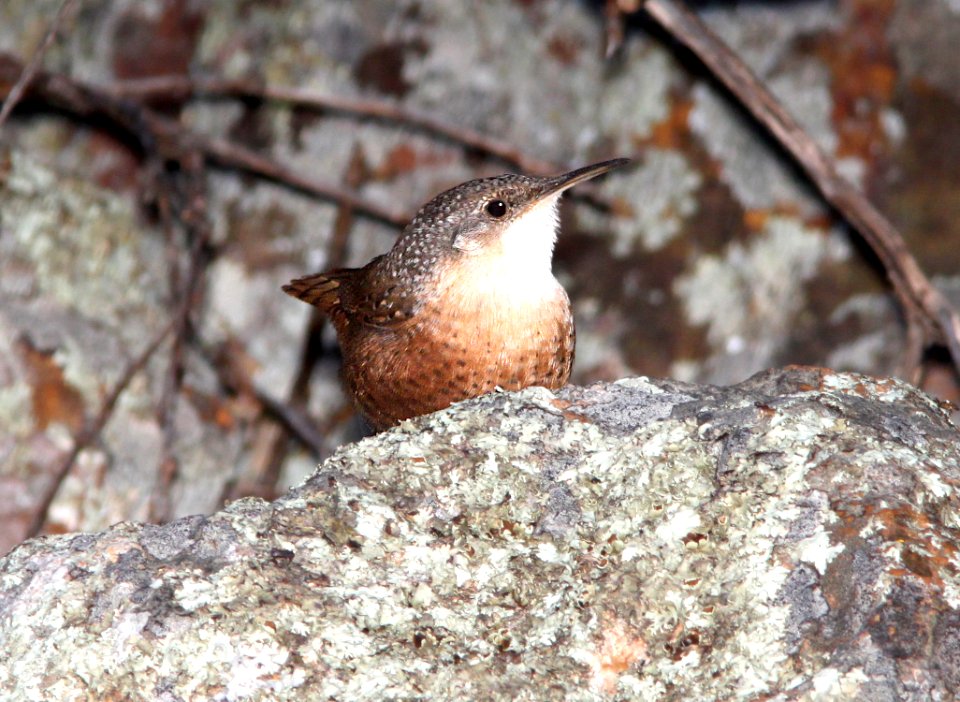 691 - CANYON WREN (11-2-12) lower humboldt cyn, patagonia mts, scc, az - (6)