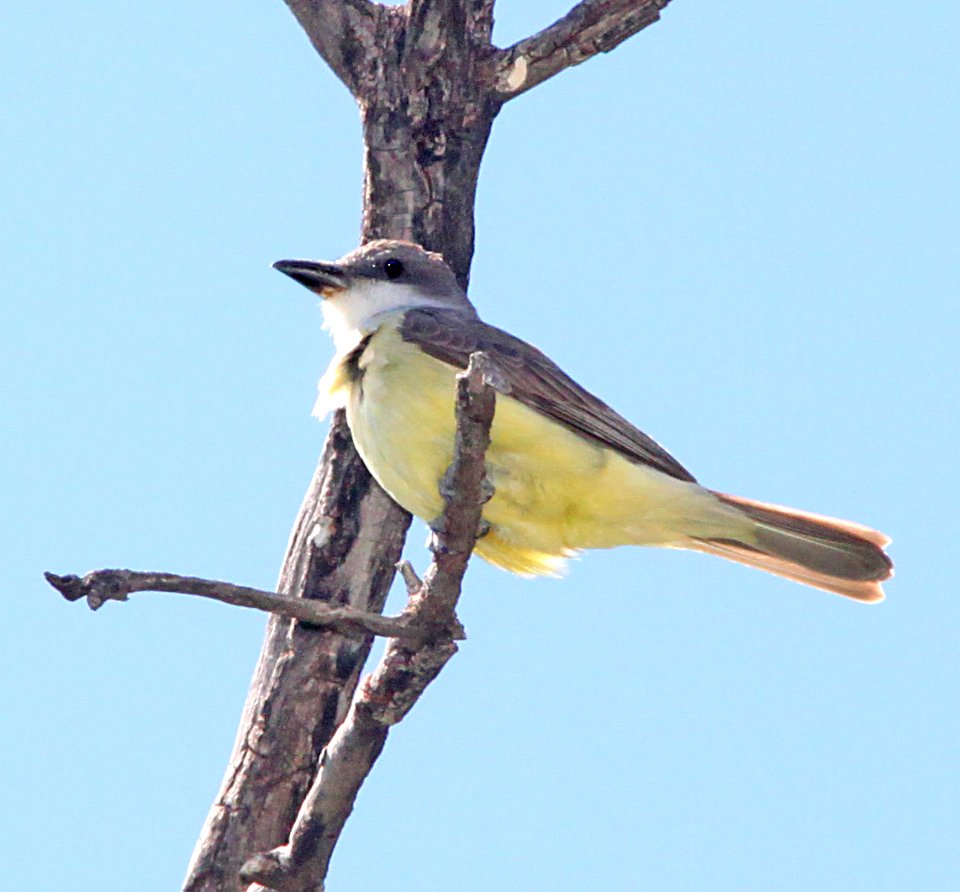 605 - THICK-BILLED KINGBIRD (5-12-10) patagonia roadside rest, sc co, az - (3)
