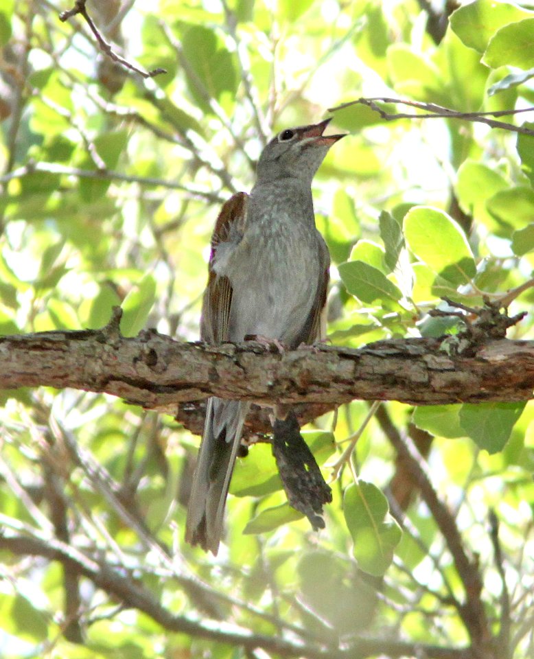 738 - BROWN-BACKED SOLITAIRE (7-27-09) 1430 hours, near #4 at , ramsey cyn, cochise co, az  (3)