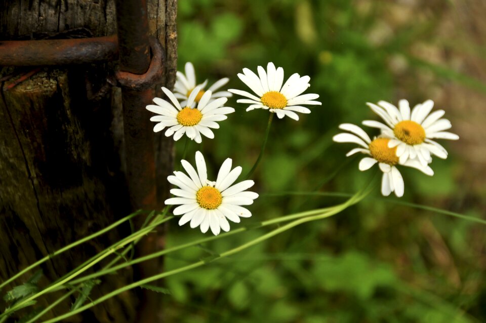 Daisies flowers nature