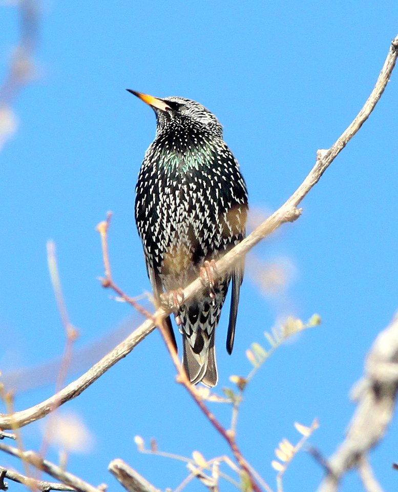 772 - EUROPEAN STARLING (12-15-10) kino springs, scc, az - (2)
