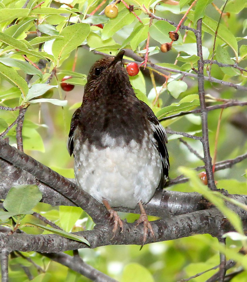 759 - AZTEC THRUSH (8-8-11) madera canyon, scc, az - (10)