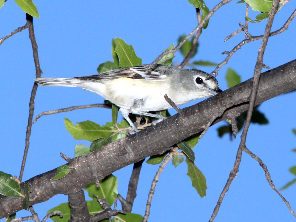 624 - PLUMBEOUS VIREO (9-28-10) pena blanca lake, scc, az - (2)
