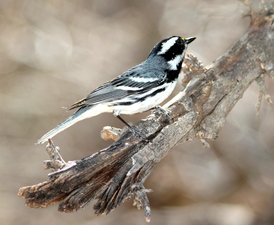 839 - BLACK-THROATED GRAY WARBLER (3-13-11) patagonia lake, scc,az - (1)