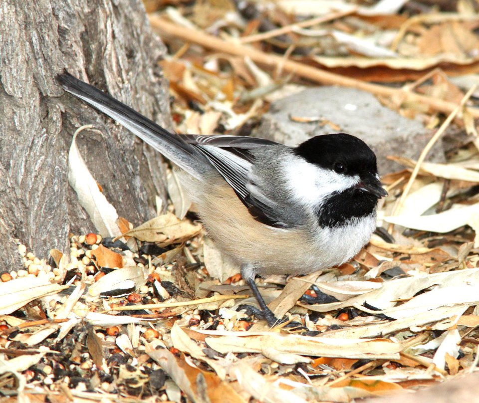 672 - BLACK-CAPPED CHICKADEE (11-29-09) farmington, nm  (11)