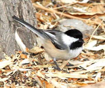 672 - BLACK-CAPPED CHICKADEE (11-29-09) farmington, nm  (11)