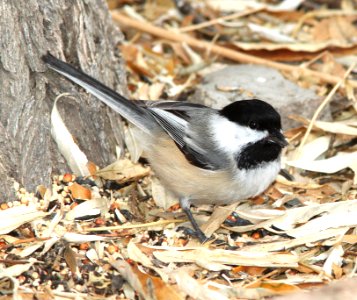 672 - BLACK-CAPPED CHICKADEE (11-29-09) farmington, nm (11) photo