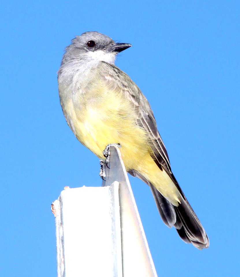 604 - CASSIN'S KINGBIRD (10-17-10) san rafael grasslands, scc, az -01