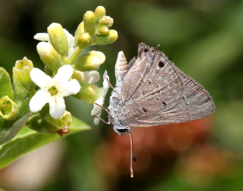 SCRUB-HAIRSTREAK, MALLOW (Strymon istapa) (4-18-12) national butterfly center, mission, tx  (2)