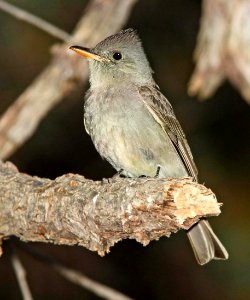571 - GREATER PEWEE (4-8-11) huachuca cyn, cochise co, az  (1)