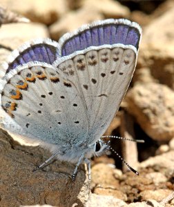 BLUE, NORTHERN ANNA'S (Plebejus idas anna) (8-24-11) 7500 ft, amador co, ca  (3)