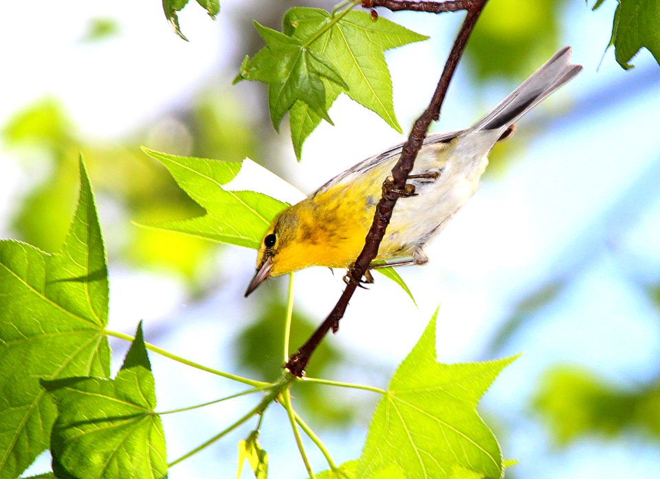834 - PINE WARBLER (2-22-13) highlands hammock state park, okeechobee co, fl  (3)