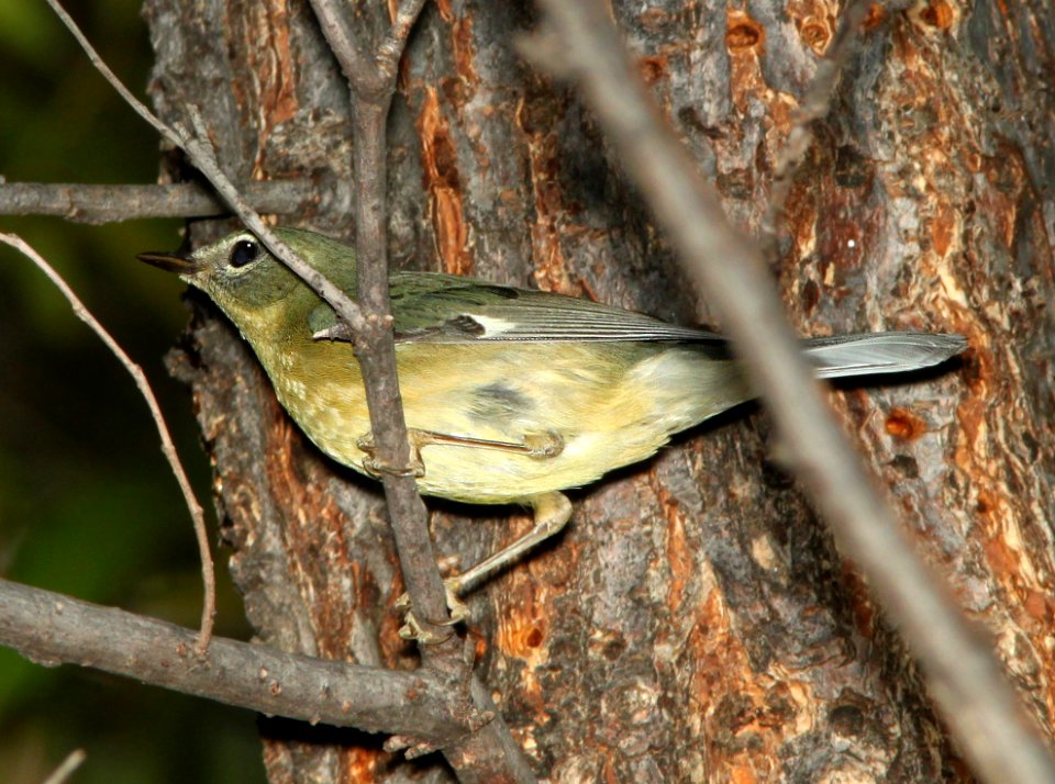 832 - BLACK-THROATED BLUE WARBLER (11-11-11) carmen, scc, az - (6)