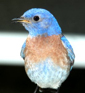735 - WESTERN BLUEBIRD (3-23-09) lish, arroyo grande, slo co, ca (5a)