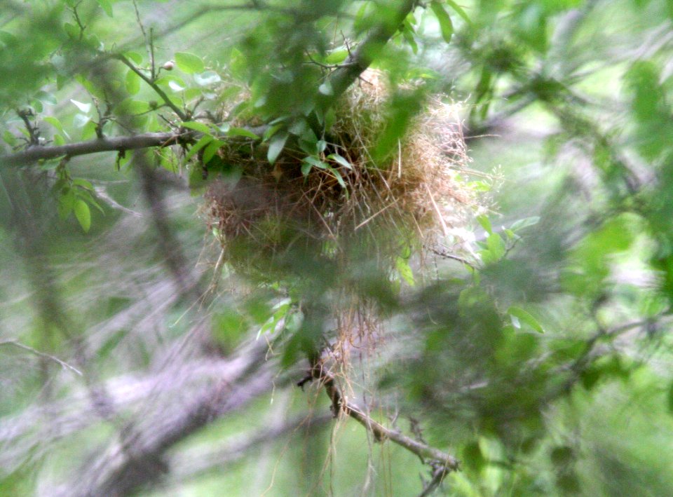 700 - SINALOA WREN (6-19-09) nest, patagonia, az - (1)