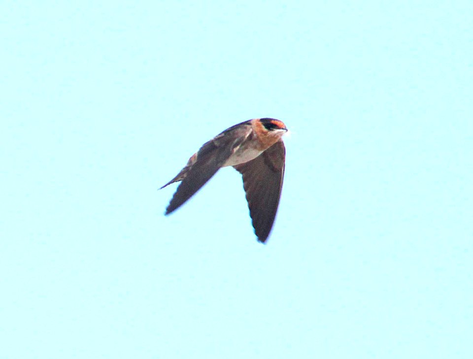 668 - CAVE SWALLOW (4-23-12) western race, south of rocksprings, edwards co, tx  (6)