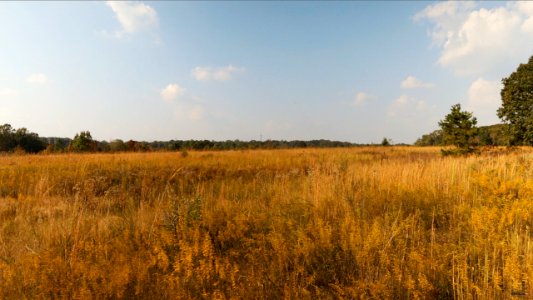 New Videos Released on the History and Future of Prairies in the Piedmont – Important to People, Pollinators, and Wildlife