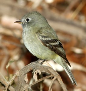 580 - HAMMOND'S FLYCATCHER (1-2-11) north along river from santa gertrudis lane, tumacacori, scc, az -  (1)