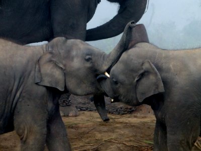 Elephant calves photo