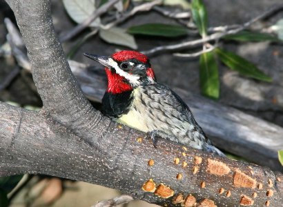 530 - RED-NAPED SAPSUCKER (1-25-09) madera cyn, az - (2)