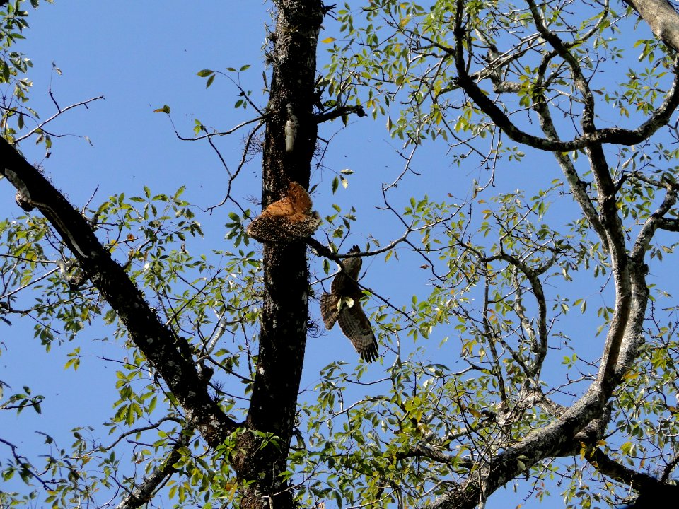 Oriental Honey Buzzard
