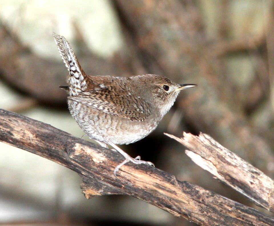 692 - HOUSE WREN (1-16-11) patagonia rest stop, sonoita creek, scc, az -01