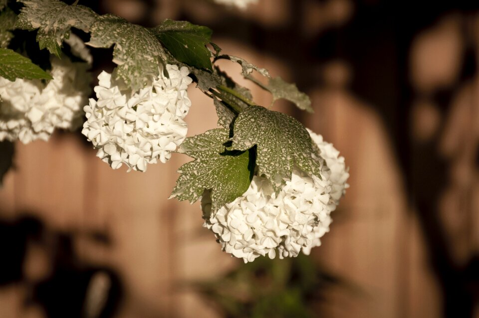 Snow ball flowers white flower
