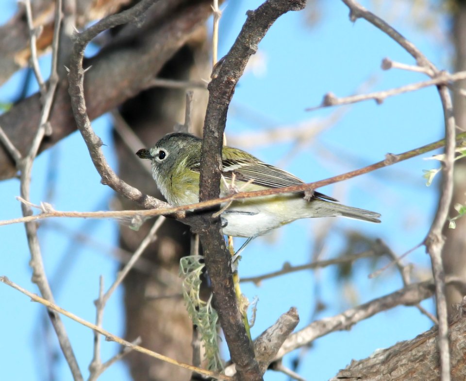625 - CASSIN'S VIREO (5-16-11) blue haven road, patagonia, scc, az -01