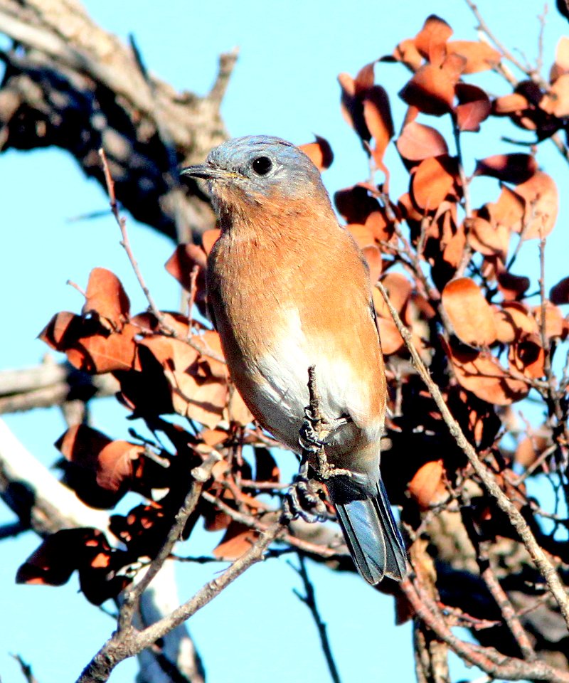734 - EASTERN BLUEBIRD (10-26-11) san rafael grasslands, scc, az -01