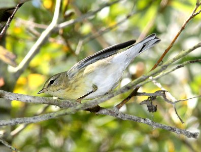 831 - BLACKPOLL WARBLER (10-6-09) morro creek down from Rte1 at S curve, slo co, ca  (1)