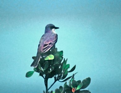 608 - GRAY KINGBIRD (5-94) dry tortugas, florida