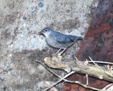 705 - AMERICAN DIPPER (6-11-13) durango, colorado (2) - Copy