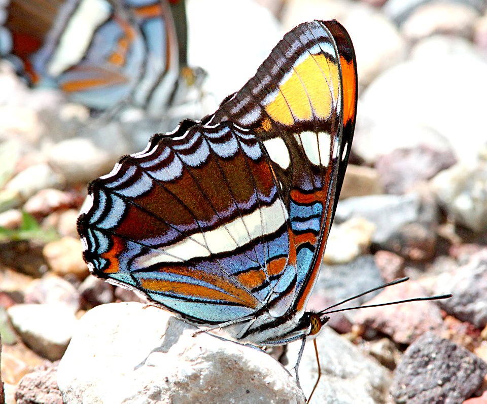 SISTER, ARIZONA (Adelpha eulalia) (8-30-10) garden cyn, huachuca mts, az  (1)