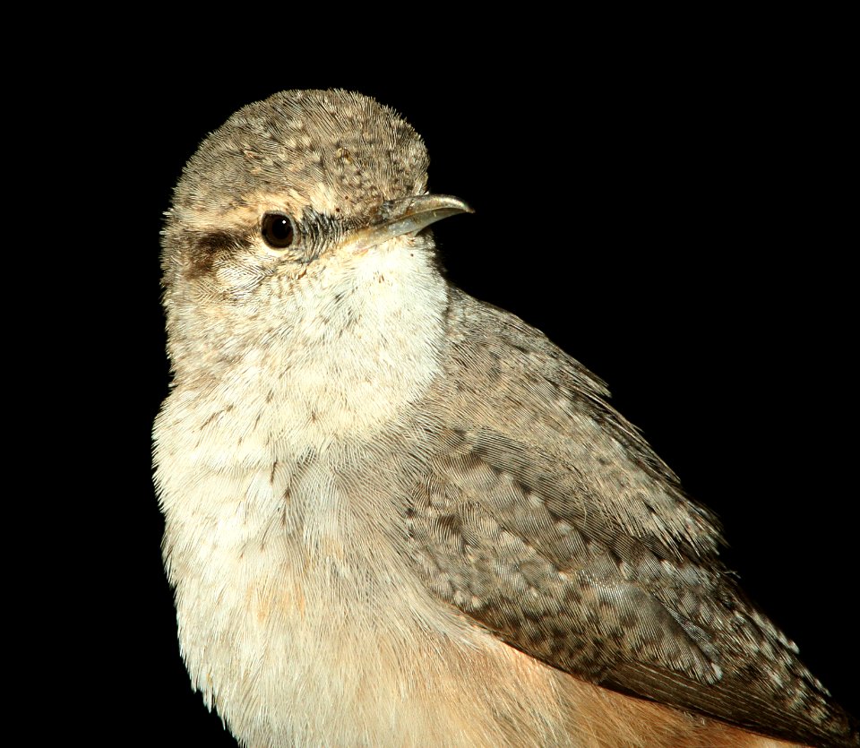 690 - ROCK WREN (11-8-11) 78 circulo montana, patagonia lake ranch estates, scc, az - (9)