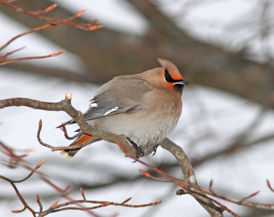 785 - BOHEMIAN WAXWING (2-17-11)  admiral's cove, newfoundland (6)
