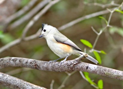 682 - BLACK-CRESTED TITMOUSE (2-19-08) quinta matzatlan, mcallen, tx