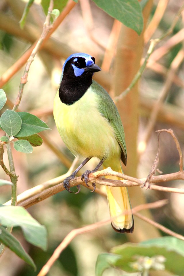 636 - GREEN JAY (2-15-08) laguna atascosa nat w r, tx (3)