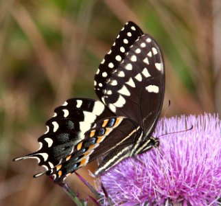 SWALLOWTAIL, PALAMEDES (Papilio palamedes) (3-18-13) wakulla co, fl  (2)
