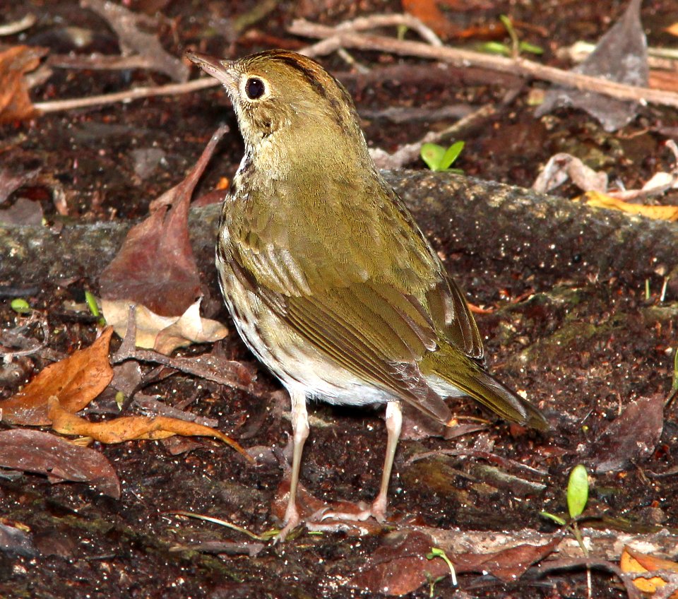796 - OVENBIRD (3-7-13) key west tropical forest and botanical garden, key west, monroe co, fl  (4)