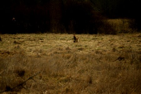 Owl on the prowl photo