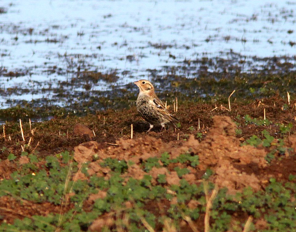 791 - CHESTNUT-COLLARED LONGSPUR (10-19-12) tank west of parker cyn just north of mexican border, scc, az - (1)