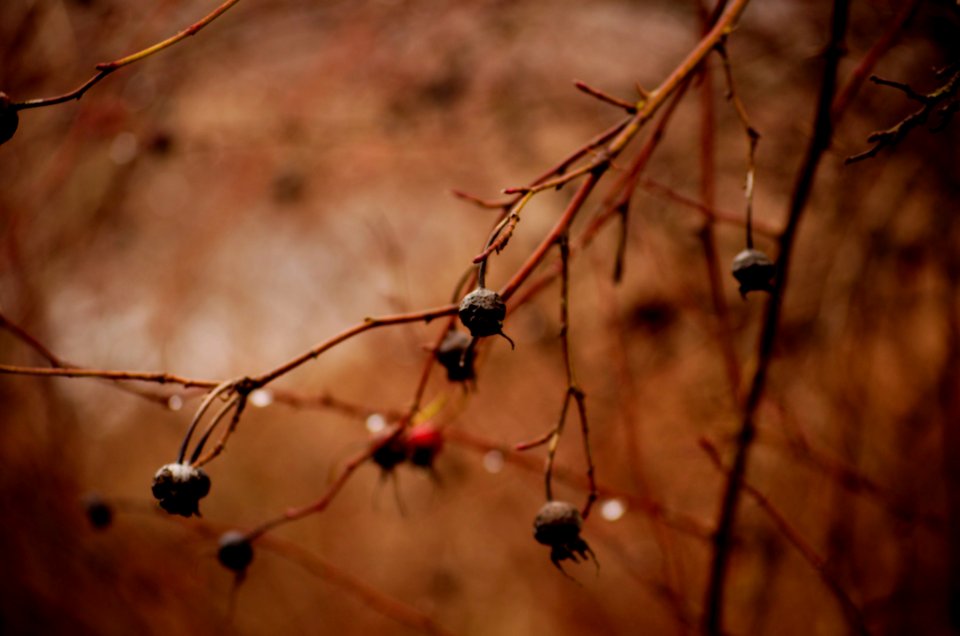 Blackened Berries